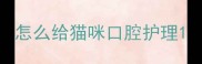 怎么给猫咪口腔护理
