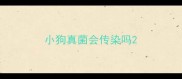 小狗真菌会传染吗