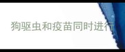 狗驱虫和疫苗同时进行