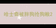 哈士奇被胖狗抢狗粮