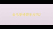 金毛要修理毛发吗