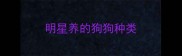 明星养的狗狗种类