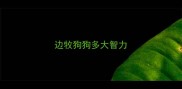 边牧狗狗多大智力