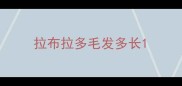 拉布拉多毛发多长