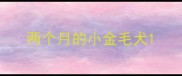 两个月的小金毛犬