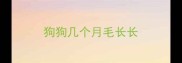 狗狗几个月毛长长