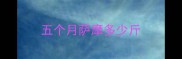 五个月萨摩多少斤