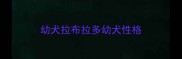 幼犬拉布拉多幼犬性格