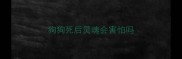 狗狗死后灵魂会害怕吗