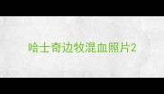 哈士奇边牧混血照片