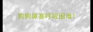 狗狗鼻塞呼吸困难