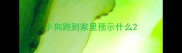 小狗跑到家里预示什么