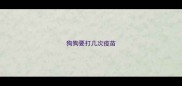狗狗要打几次疫苗