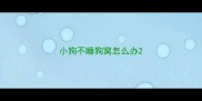小狗不睡狗窝怎么办