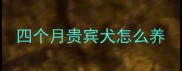 四个月贵宾犬怎么养