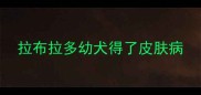 拉布拉多幼犬得了皮肤病