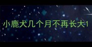 小鹿犬几个月不再长大