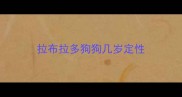 拉布拉多狗狗几岁定性
