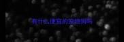 有什么便宜的宠物狗吗