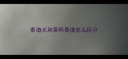 泰迪犬和茶杯泰迪怎么区分