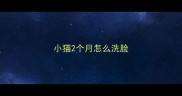 小猫2个月怎么洗脸