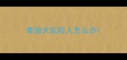 泰迪犬乱咬人怎么办