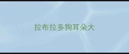 拉布拉多狗耳朵大