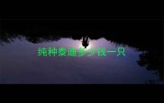 纯种泰迪多少钱一只