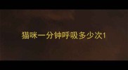 猫咪一分钟呼吸多少次