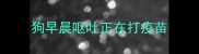 狗早晨呕吐正在打疫苗