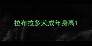 拉布拉多犬成年身高