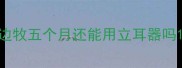 边牧五个月还能用立耳器吗