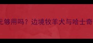 家养哈士奇600元够用吗边境牧羊犬与哈士奇的真实饲养成本