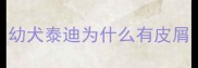 幼犬泰迪为什么有皮屑