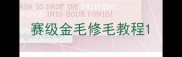 赛级金毛修毛教程