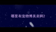 哪里有宠物博美卖啊