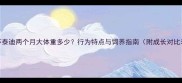 茶杯泰迪两个月大体重多少行为特点与饲养指南附成长对比表
