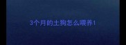 3个月的土狗怎么喂养
