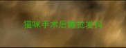猫咪手术后睡觉发抖