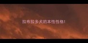 拉布拉多犬的本性性格