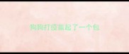 狗狗打疫苗起了一个包
