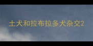 土犬和拉布拉多犬杂交