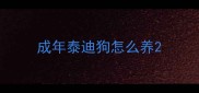 成年泰迪狗怎么养