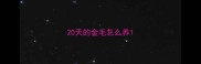 20天的金毛怎么养