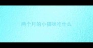 两个月的小猫咪吃什么