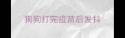 狗狗打完疫苗后发抖