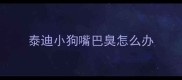 泰迪小狗嘴巴臭怎么办