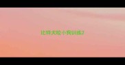 比特犬咬小狗训练