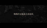 狗狗打过疫苗之后刮风