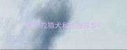 维希拉猎犬和拉布拉多